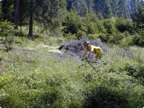 natur_gross.jpg