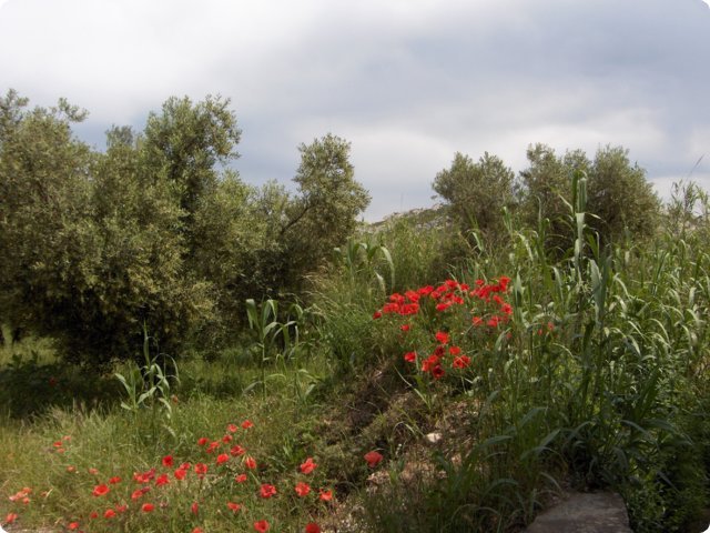75.jpg