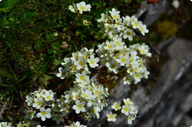 dsc_0147.jpg