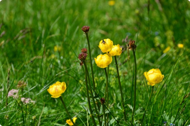 dsc_0176.jpg