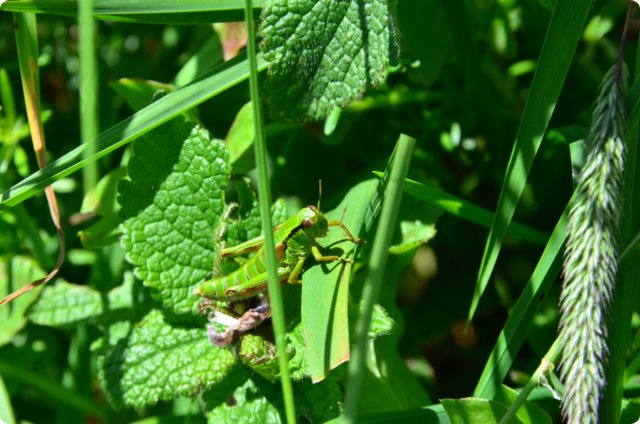 dsc_0340.jpg