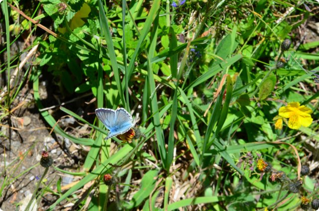 dsc_0377.jpg