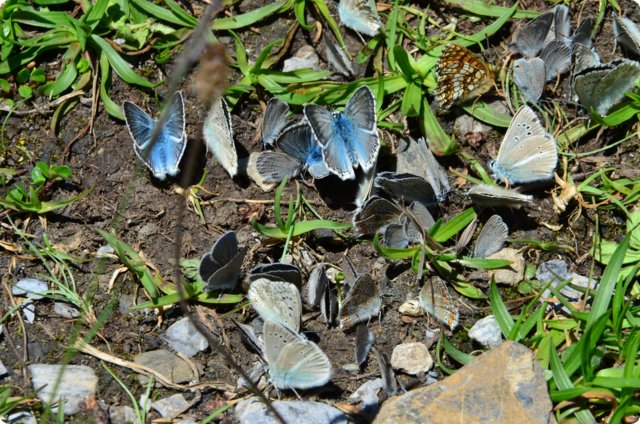 dsc_0380.jpg