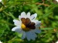 dsc_0359.jpg