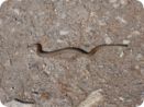 bike-woche_2012_429.jpg