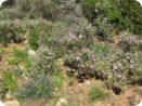provence2012_099.jpg
