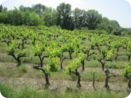 provence2012_958.jpg