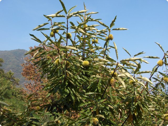hpim0395.jpg