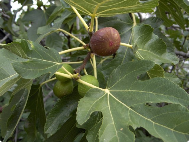 hpim0413.jpg